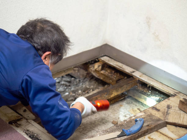 Best Crawl Space Mold Remediation in North Tonawanda, NY