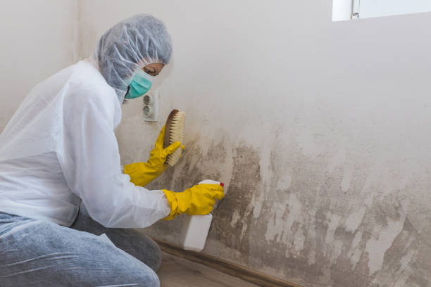 Best Post-Flood Mold Remediation in North Tonawanda, NY