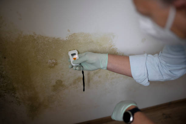 Trusted North Tonawanda, NY Mold Remediation Experts