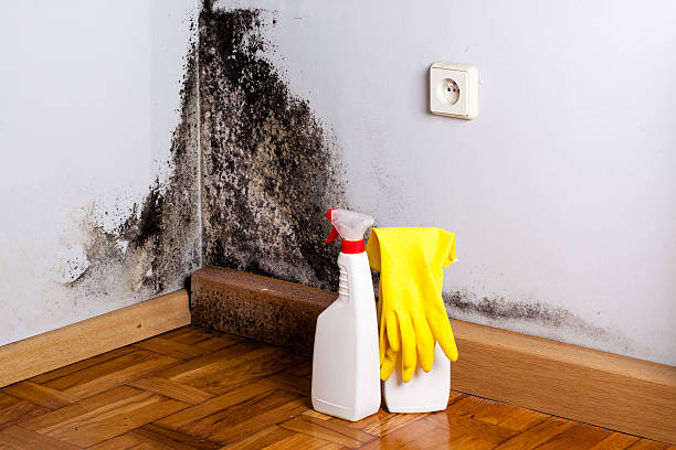 Best Kitchen Mold Remediation in North Tonawanda, NY