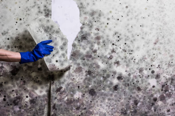 Best White Mold Remediation in North Tonawanda, NY