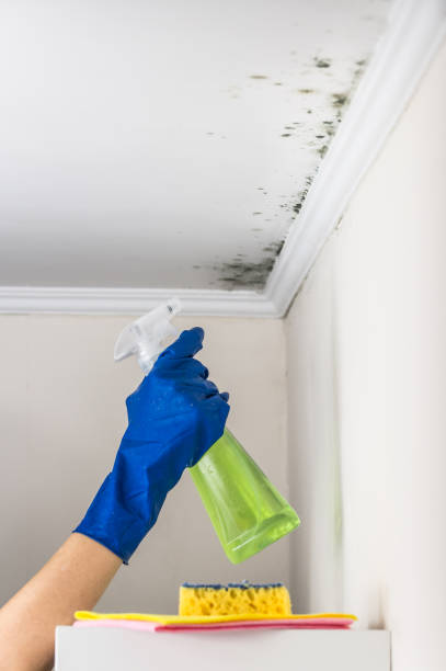 Best Basement Mold Remediation in North Tonawanda, NY