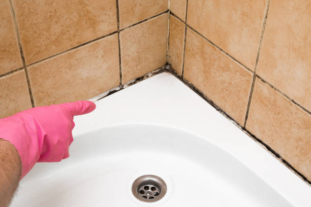 Best Mold Remediation for Schools in North Tonawanda, NY